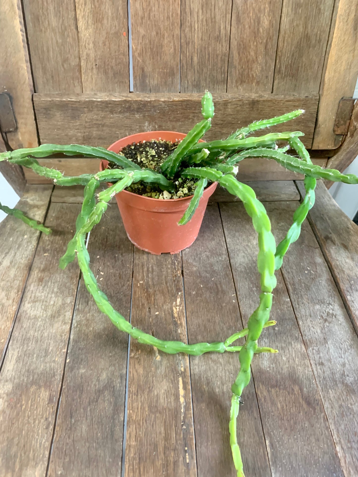 Chain Cactus