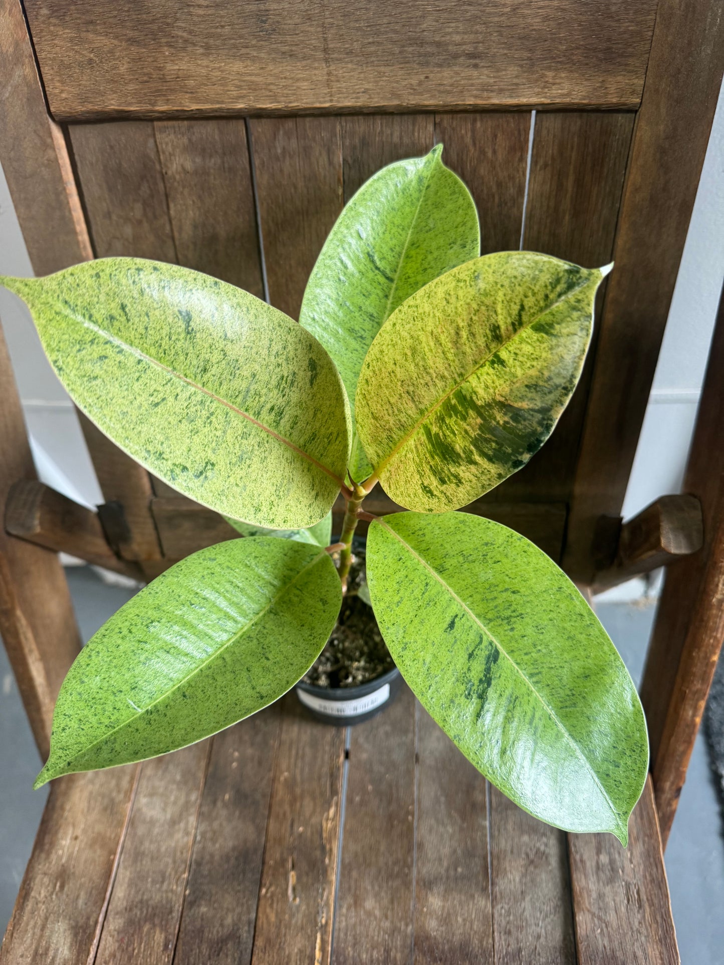 Ficus Shivereana