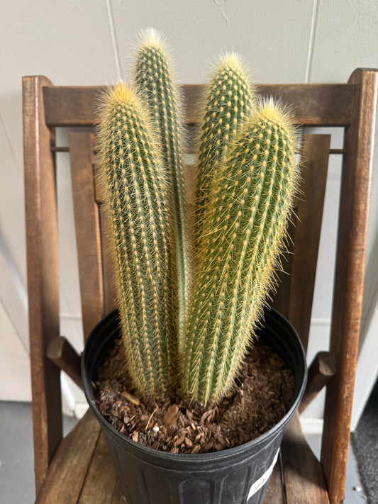 Golden Torch Cactus