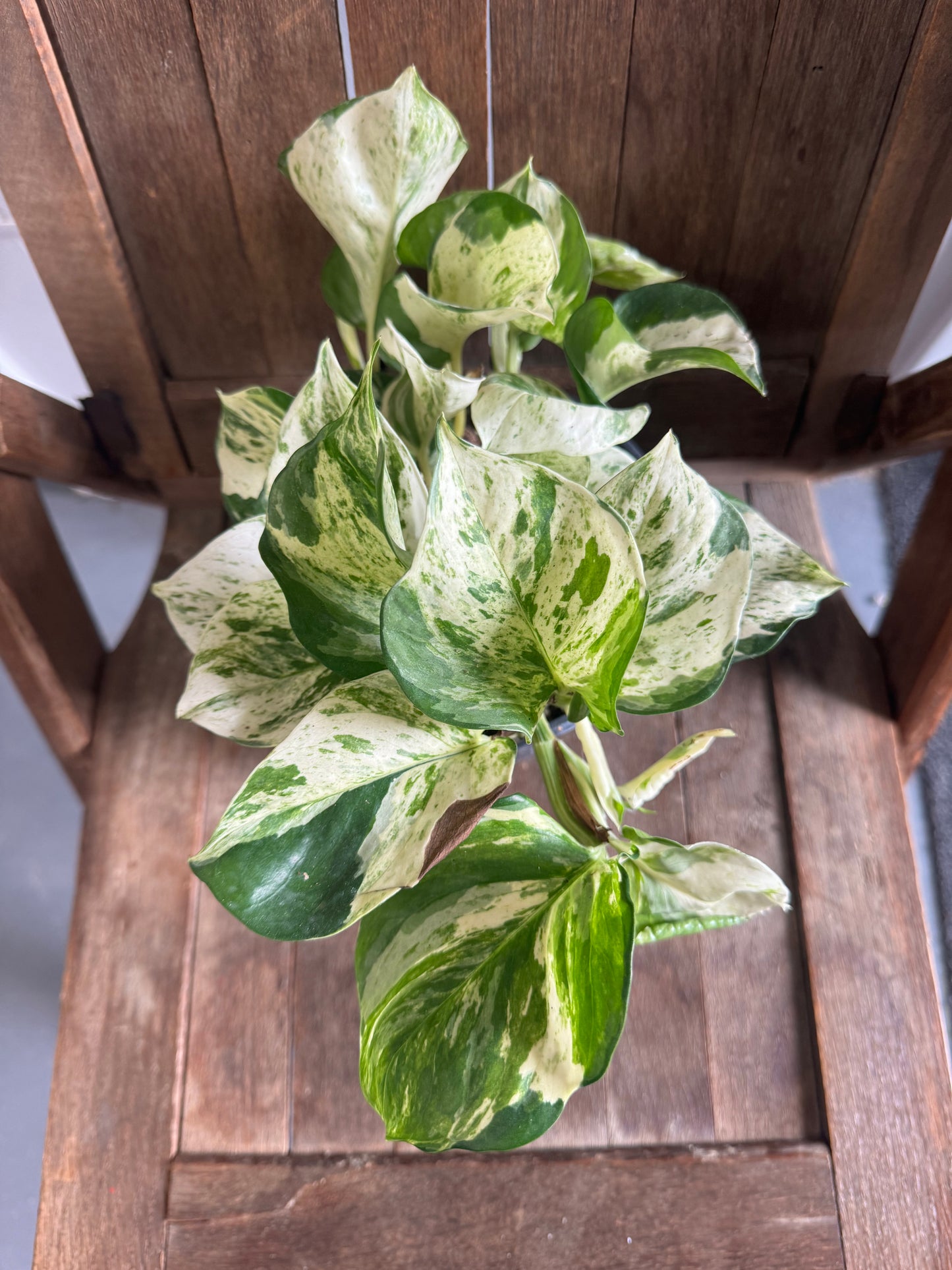 Manjula Pothos