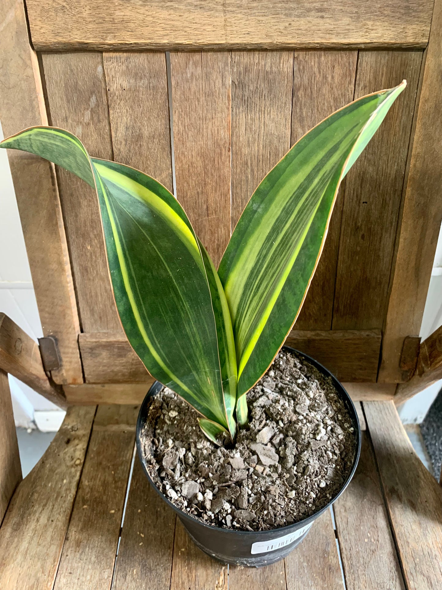 Sansevieria Variegated Whale Fin