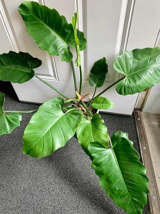 Philodendron Jungle Fever