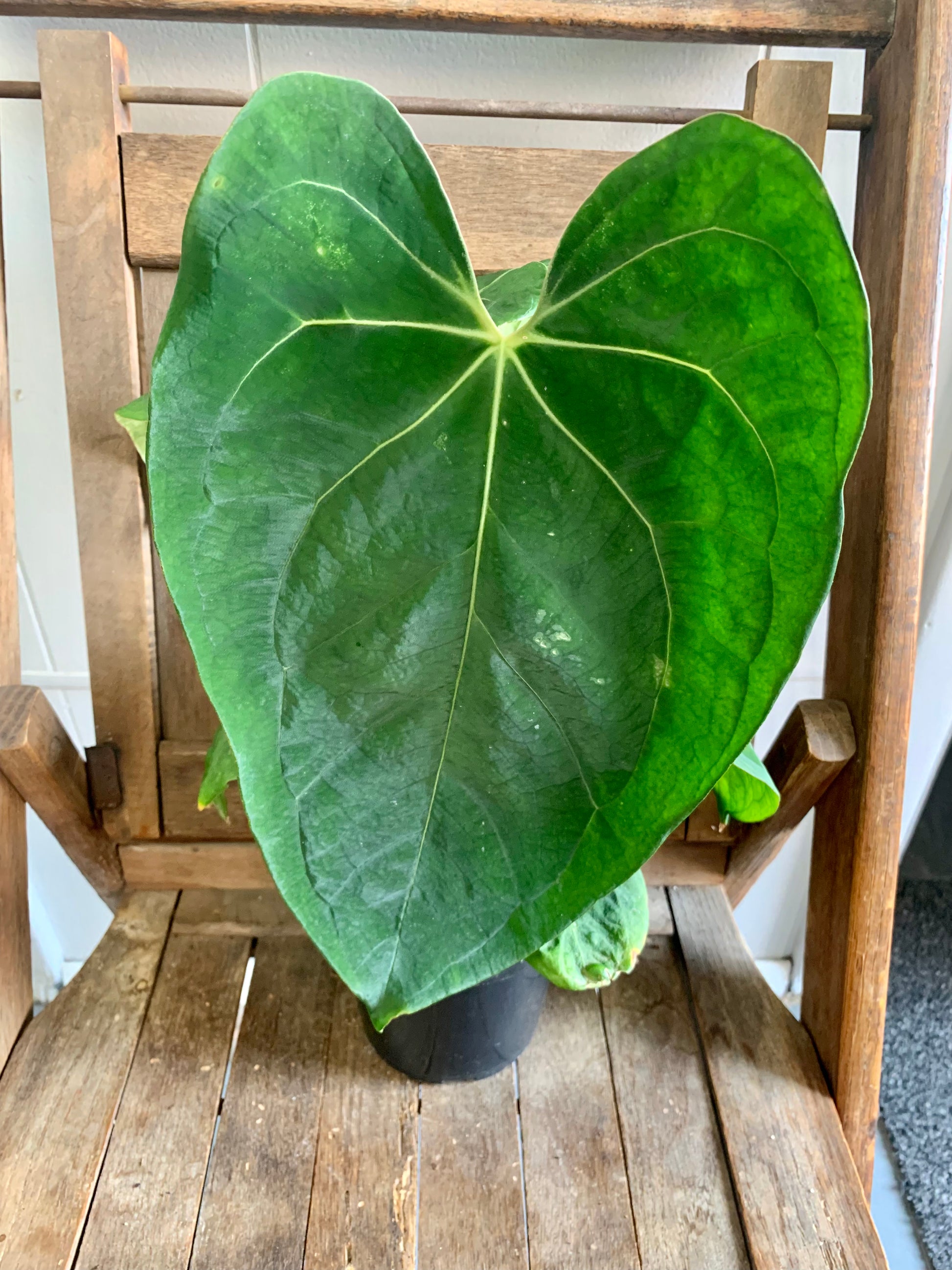 Anthurium 'King of Spades' x 'Ace of Spades' – Plantique