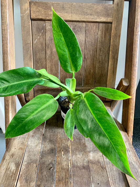 Philodendron Calkins Gold
