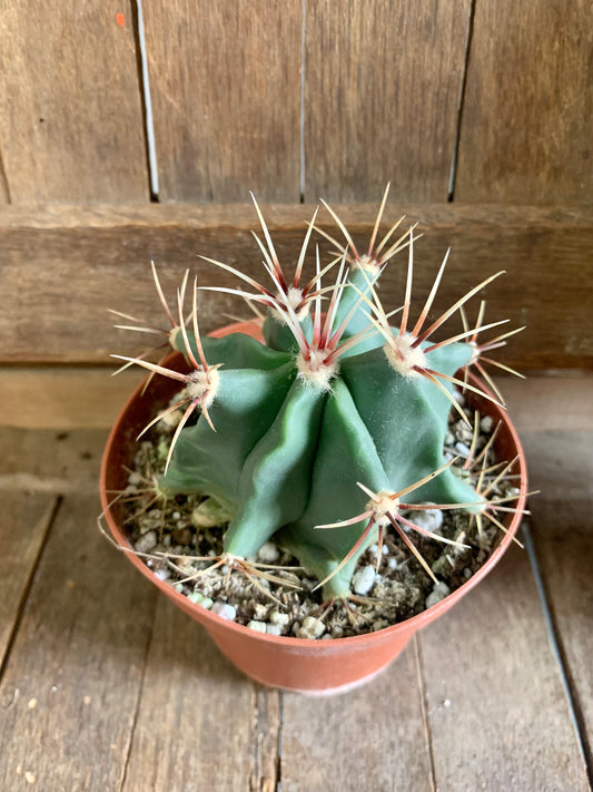 Red Thorn Cactus
