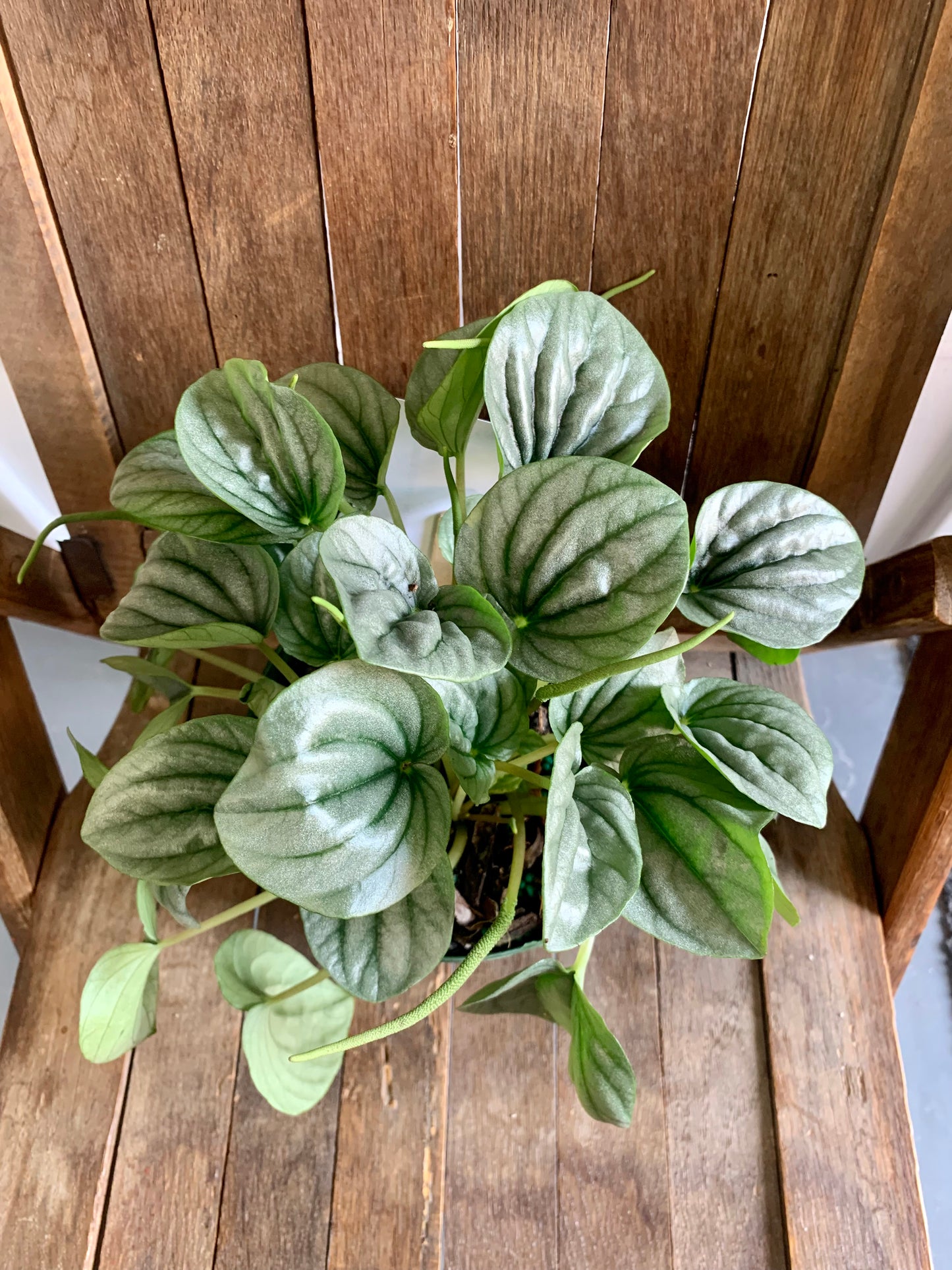 Peperomia Frost